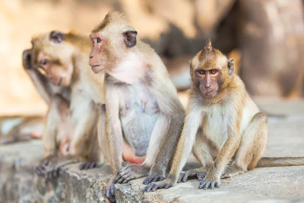 Aile maymun. maymun aile — Stok fotoğraf