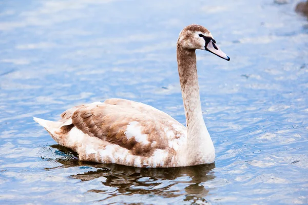 Mladá labuť. portrét mladé labutě — Stock fotografie