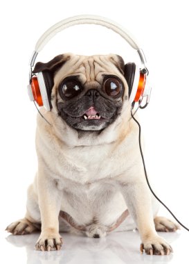köpek müzik. iri gözlü beyaz izole Pug köpek