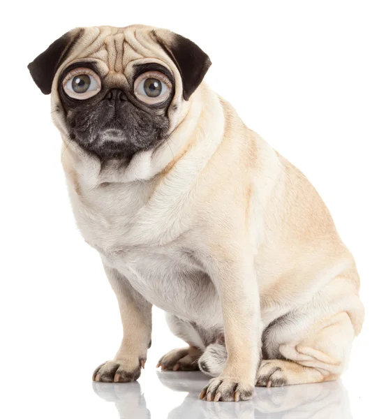 Собака-мопс с человеческими глазами, изолированными на белом фоне — стоковое фото