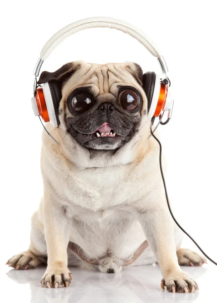 Dog listening to music. Pug Dog with big eyes isolated on White — Stock Photo, Image