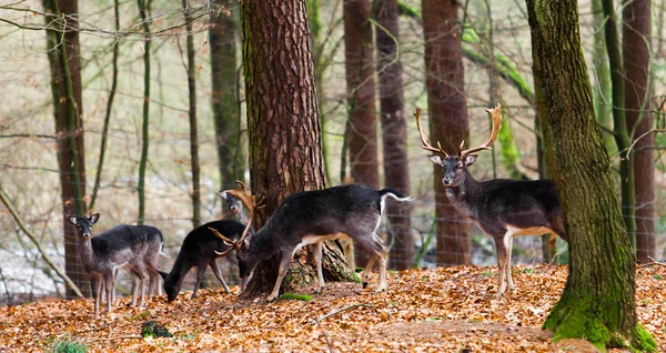 Famille des cerfs — Photo