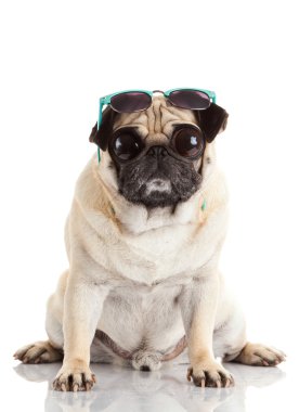 güneş gözlüğü ile pug köpek. iri gözlü Pug köpek