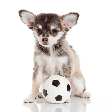 chihuahua yavrusu üzerinde beyaz izole. sevimli köpek yavrusu