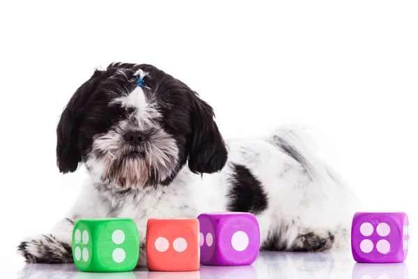 Chien Shih tzu sur fond blanc — Photo