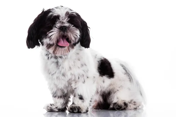 白い背景の上のシーズー犬 — ストック写真
