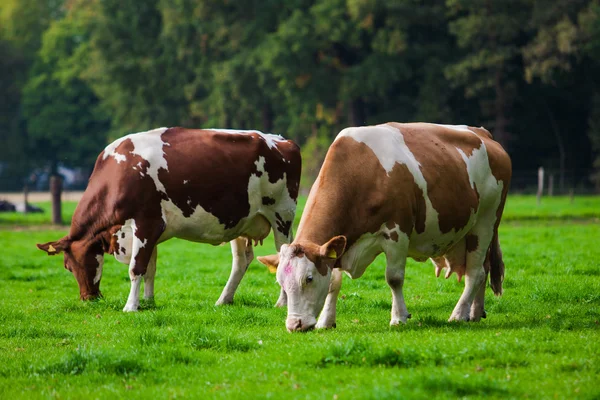 Vacas en prado verde — Foto de Stock