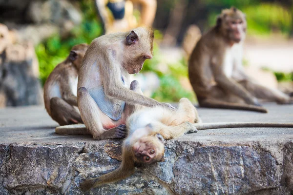 Family of monkeys. monkey family — Stock Photo, Image