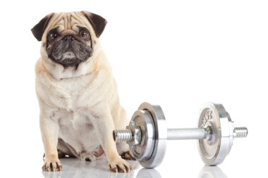 Pug köpek