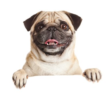 boş billboard Pug köpek. köpek afiş veya işareti yukarıda. Pug köpek