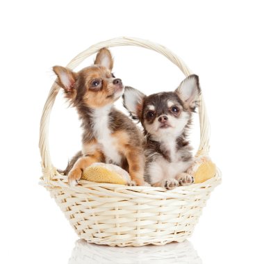 chihuahua yavrusu üzerinde beyaz izole. sevimli köpek yavrusu