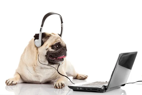 Agente do call center. operador de telefonia pug dog — Fotografia de Stock
