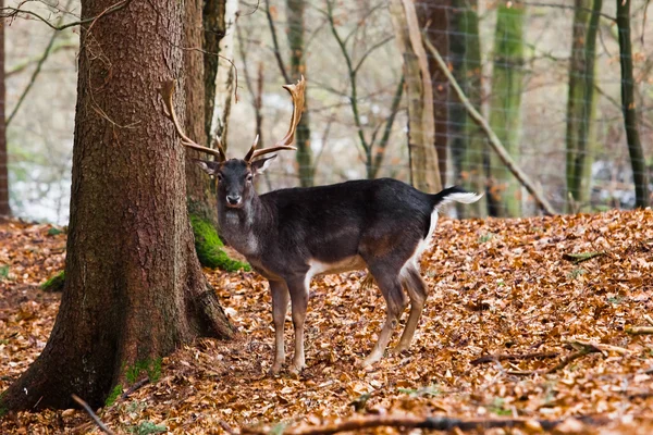 Famille des cerfs — Photo