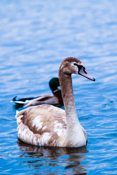 Mladá labuť. — Stock fotografie