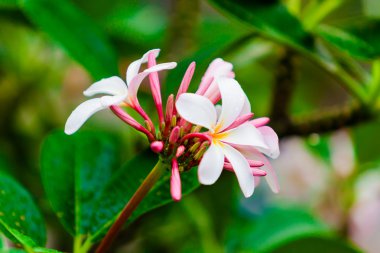 Frangipani. Pumeria