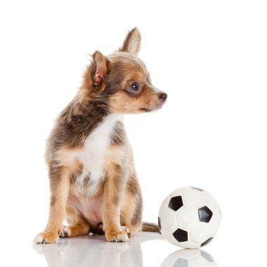 chihuahua yavrusu üzerinde beyaz izole. sevimli köpek yavrusu