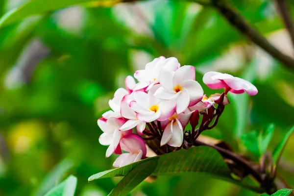 Frangipani. Pumeria — Stok fotoğraf