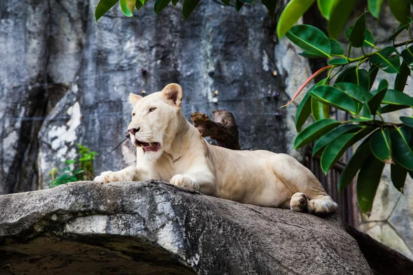 White Lion — Stock Photo, Image