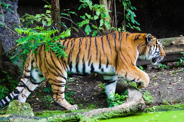 Gran tigre. —  Fotos de Stock