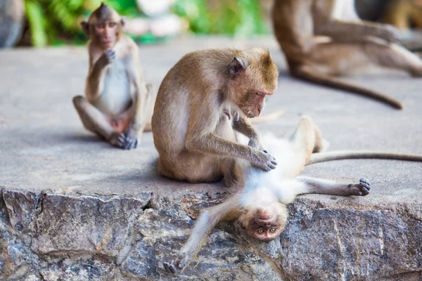 Family of monkeys.  monkey family — Stock Photo, Image