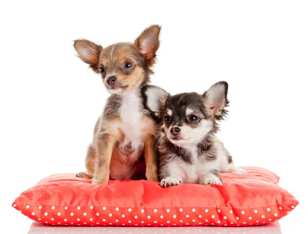 Chihuahua yavrusu üzerinde beyaz izole. sevimli köpek yavrusu — Stok fotoğraf