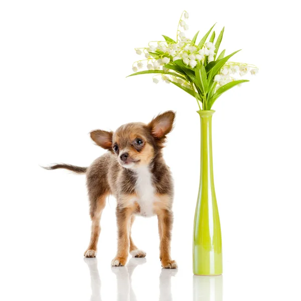 Cucciolo di chihuahua isolato su bianco. Bellissimo cucciolo — Foto Stock