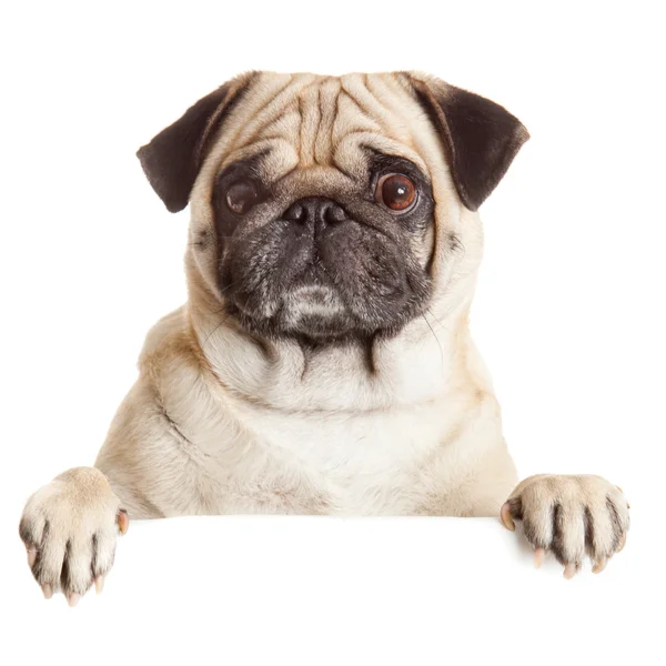 boş billboard Pug köpek. köpek afiş veya işareti yukarıda. Pug köpek 