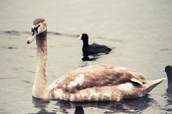 Mladá labuť. portrét mladé labutě — Stock fotografie