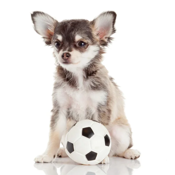 Chihuahua puppy isolated on white. Lovely puppy Stock Photo