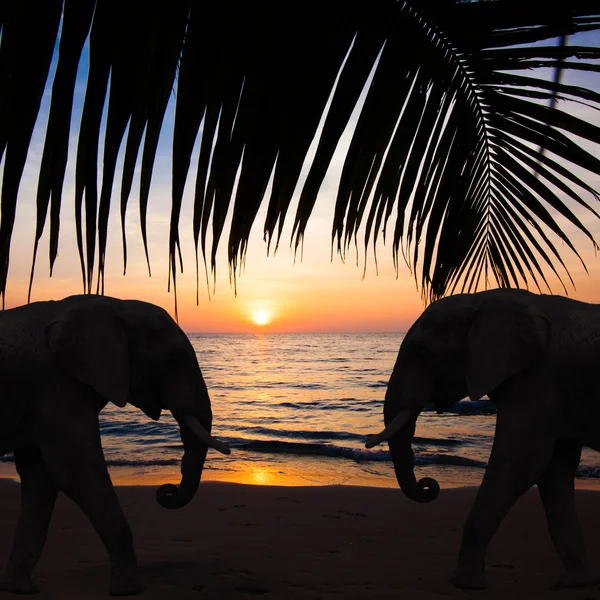 Silhueta de elefante. Elefantes ao pôr-do-sol . — Fotografia de Stock