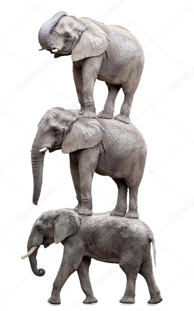 Three elephants.