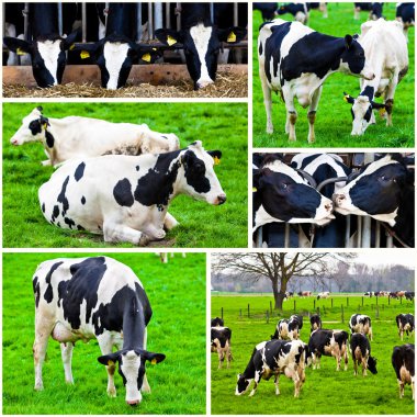 cows in a farm.  Cows on meadow.Grazing calves  clipart