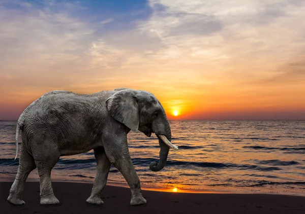 Puesta de sol en la playa. elefante en la playa —  Fotos de Stock