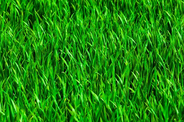 Fond d'herbe. Texture herbe verte — Photo