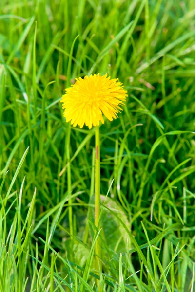 黄色のタンポポの花 — ストック写真