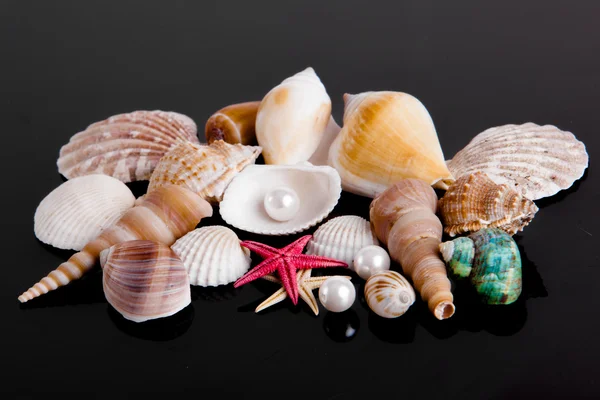 La exótica concha marina. tesoro del mar sobre fondo negro —  Fotos de Stock