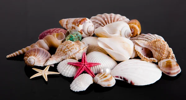 De exotische zee shell. schat van de zee op zwarte pagina — Stockfoto
