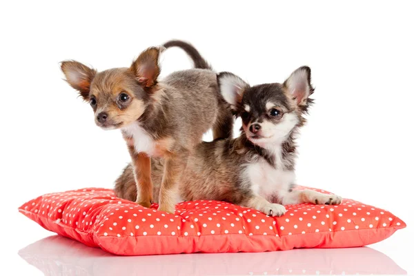 Cãozinho Chihuahua isolado em branco. Bonito cachorrinho. — Fotografia de Stock