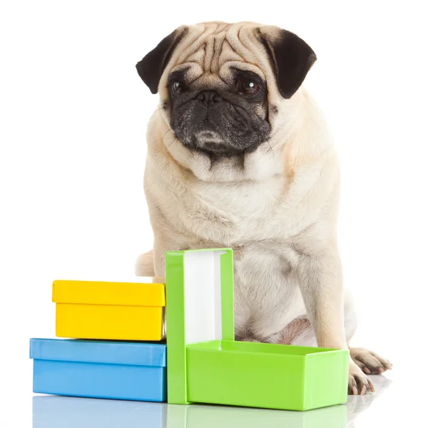 Pug dog isolated on a white background — Stock Photo, Image