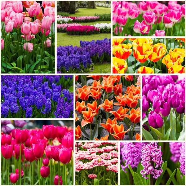 Beautiful spring flowers. — Stock Photo, Image