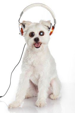 köpek kulaklık ile müzik dinlemek