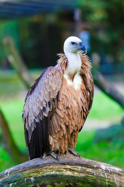 Griffon vulture — Stock Photo, Image