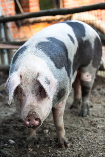 Big pig — Stock Photo, Image