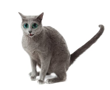 Russian Blue cat on white .  funny surprised cat clipart