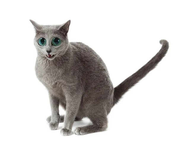 Russische blue cat op wit. grappig verrast kat — Stockfoto