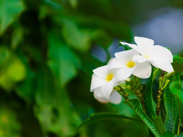 Frangipani fleurs — Photo
