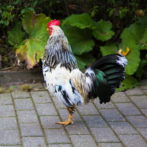 Bellissimo gallo — Foto Stock