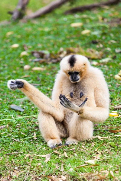 Gibbon branco — Fotografia de Stock