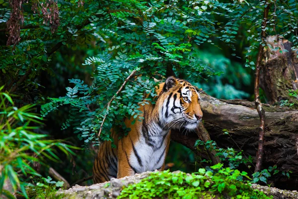 Tigre en la naturaleza —  Fotos de Stock