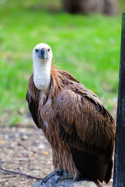 Eurasian griffon. vulture — Stok fotoğraf